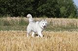 SIBERIAN HUSKY 023